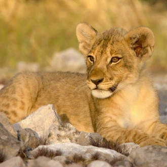 tourhub | ATC Namibia | Etosha Safari Adventure, Self-drive 