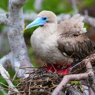 tourhub | Intrepid Travel | Galapagos Adventure: Northern Islands (Grand Daphne) 