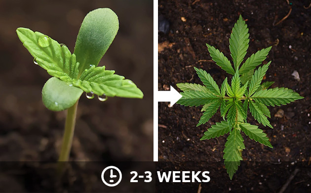 Cannabis seedling phase (2-3 weeks)