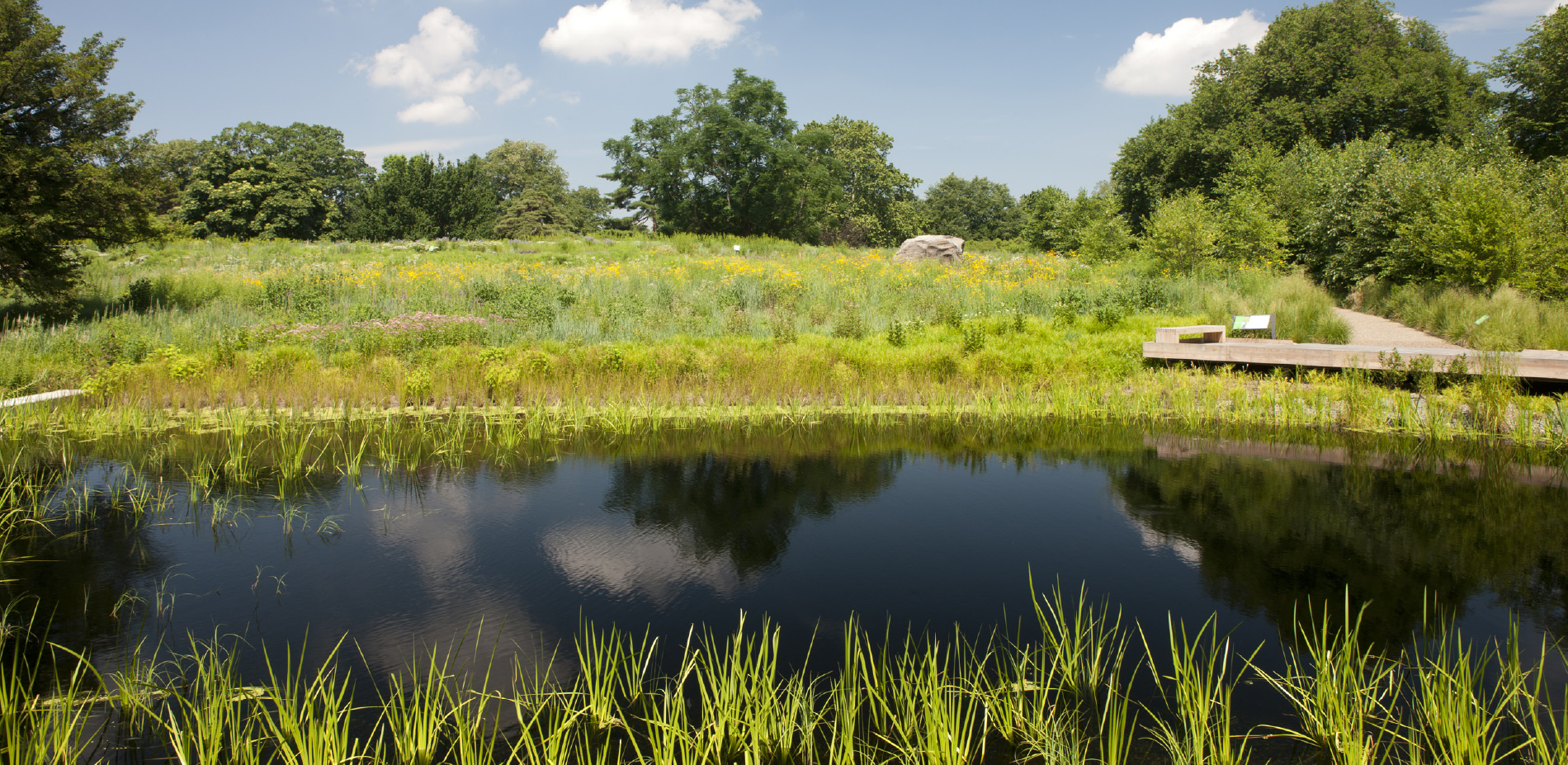 Mid-Summer in the Wetland and Meadow