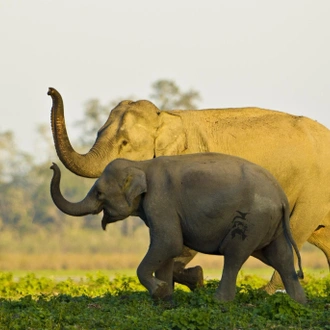 tourhub | Agora Voyages | Assam Explorer: Tea Gardens, Temples, and National Park Safari 