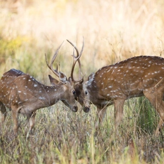 tourhub | Panda Experiences | Golden Triangle Tour with Ranthambore 