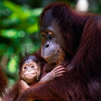 tourhub | Intrepid Travel | Borneo Family Holiday Comfort 