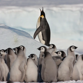 tourhub | Exodus Adventure Travels | Emperor Penguin Quest: Expedition to Snow Hill 