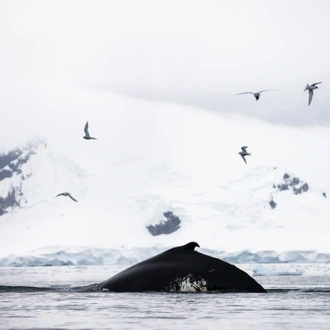 tourhub | Intrepid Travel | Best of Antarctica: Whale Discovery (Ocean Endeavour)  