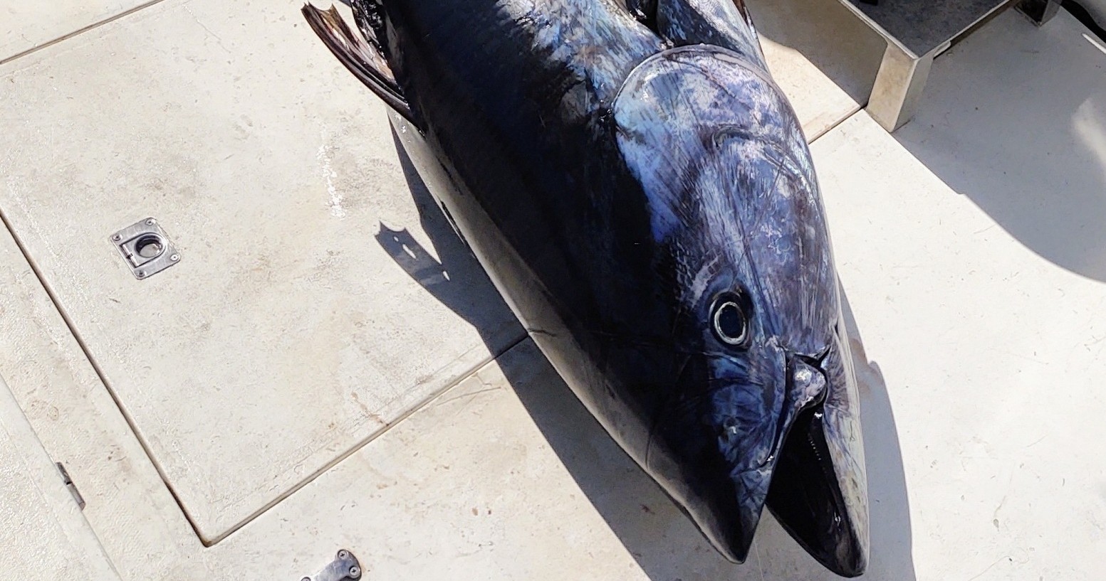 Tuna Fishing Charters