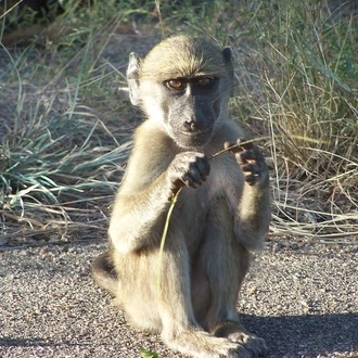 tourhub | Timeline Travel | Kruger National Park and Panorama Route 