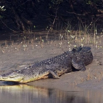 tourhub | Agora Voyages | Sunderban Mangrove Wetland - Tiger Reserve 