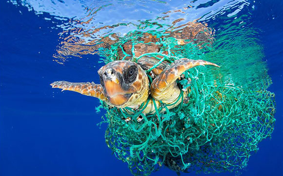 Quel est l'impact de la pollution sur les animaux marins ?