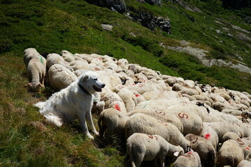 Représentation de la formation : Intégrer un chien de protection dans un troupeau