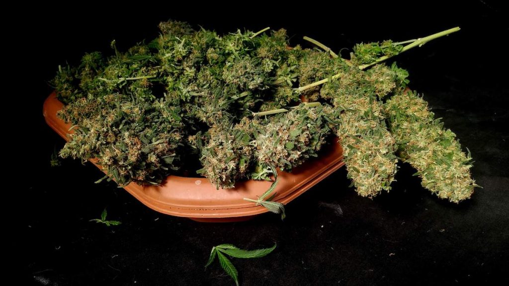 Flat Drying Marijuana Buds