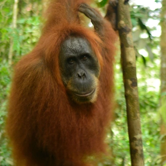 tourhub | Intrepid Travel | Sumatra Adventure 