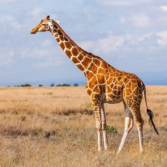 tourhub | Jossec Tours and Safaris | 3 DAY MASAI MARA SAFARI ADVENTURE . 