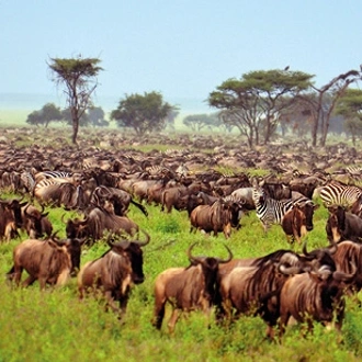 tourhub | Saga Holidays | The Best of Kenya and Tanzania - Great Migration and Big Game Safari 