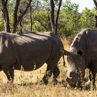 tourhub | On The Go Tours | Kruger & Matobo Rhino Encounter - 7 Days 