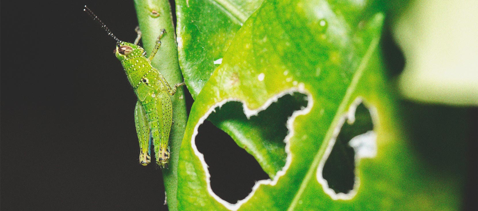 Signs of Cricket Damage on Cannabis Plants