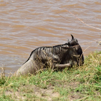 tourhub | Widerange African Safaris | 5 Days Tanzania Serengeti migration Mara River crossing Safari 