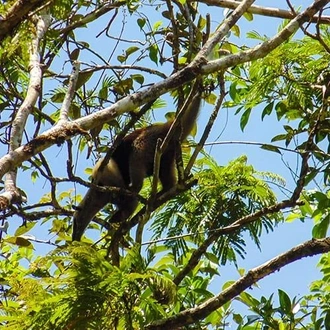 tourhub | Bamba Travel | Tortuguero National Park Adventure 4D/3N 