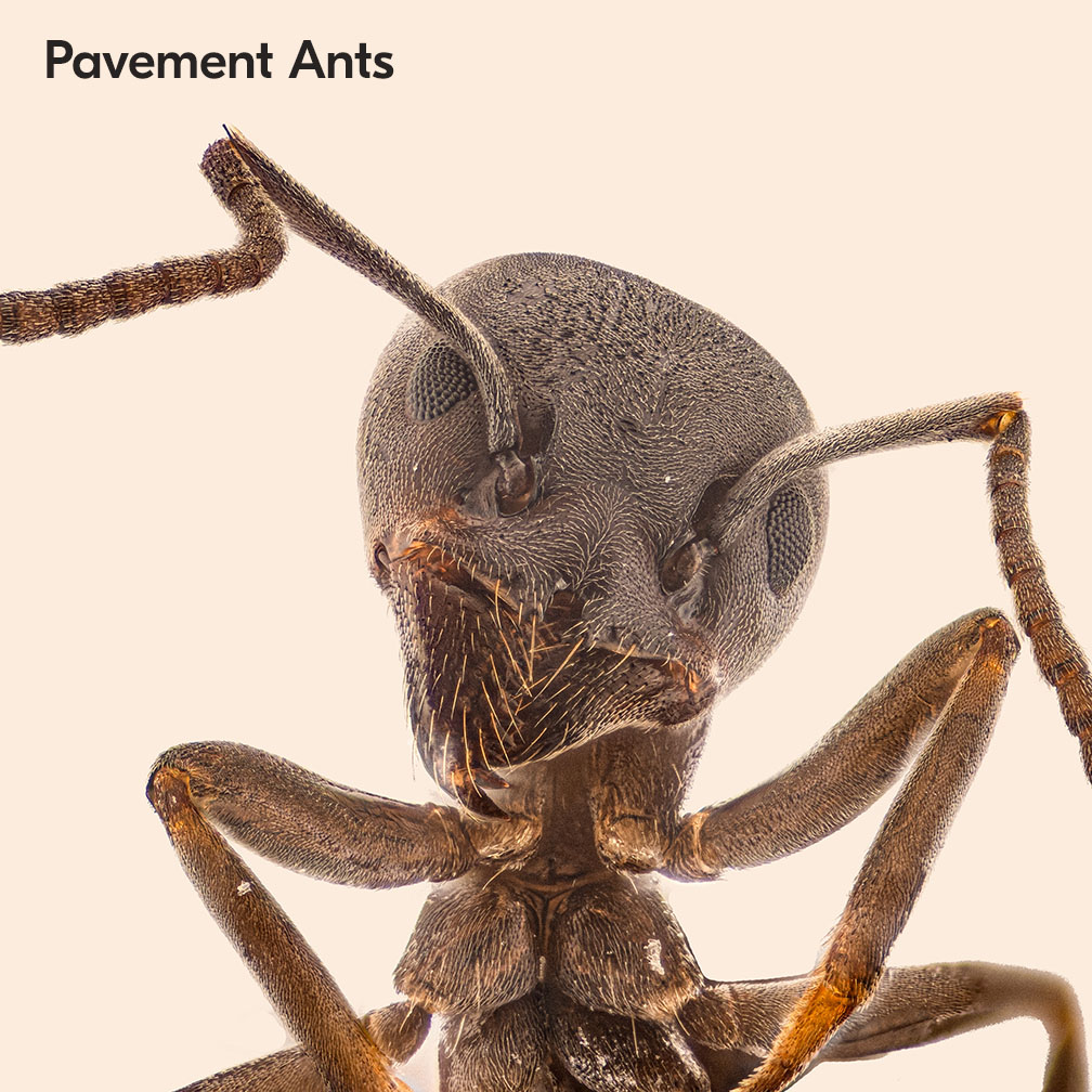 Pavement Ants In South Africa 