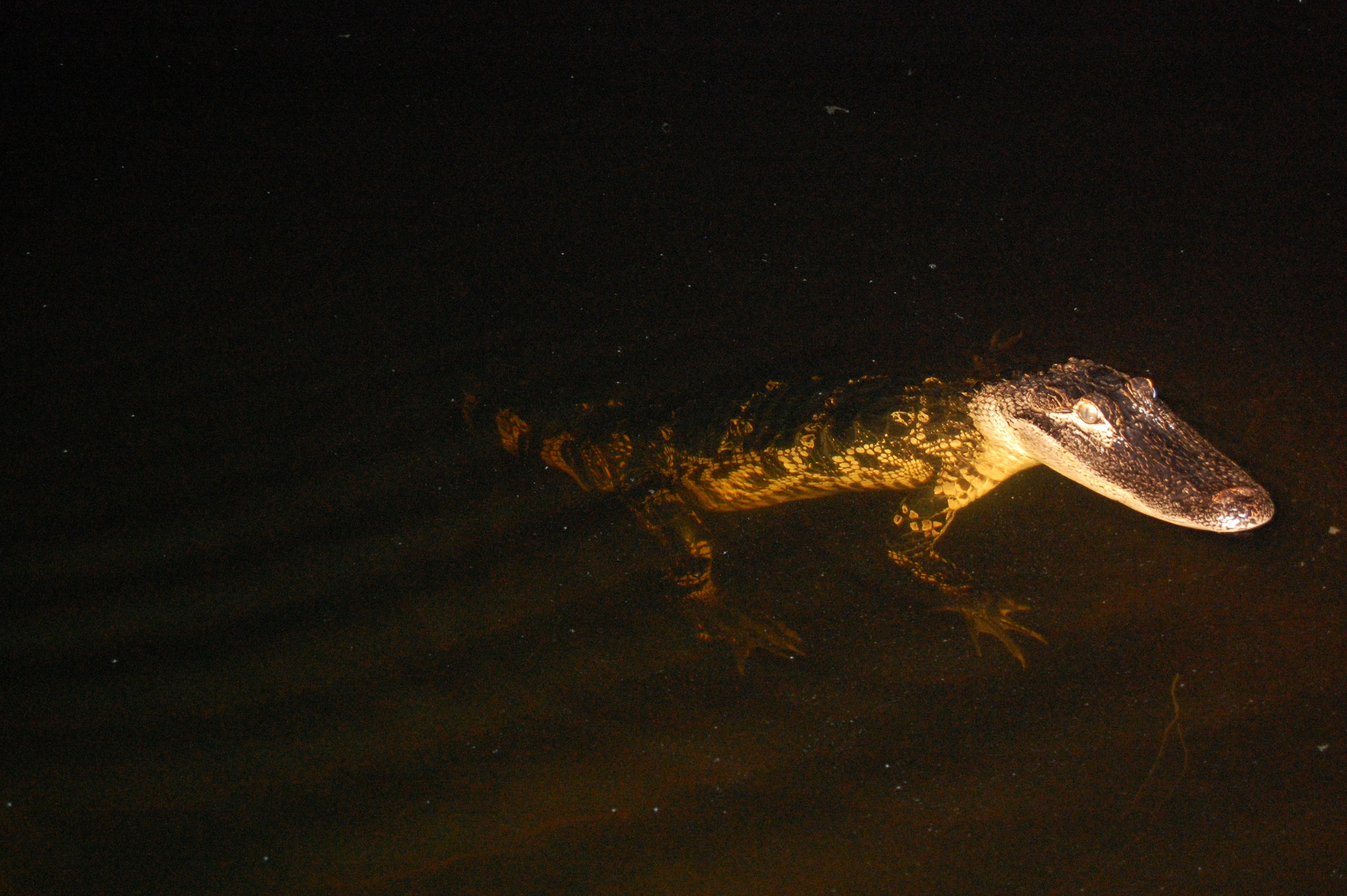 Gator Night Airboat Tour - Alloggi in Weston, Florida