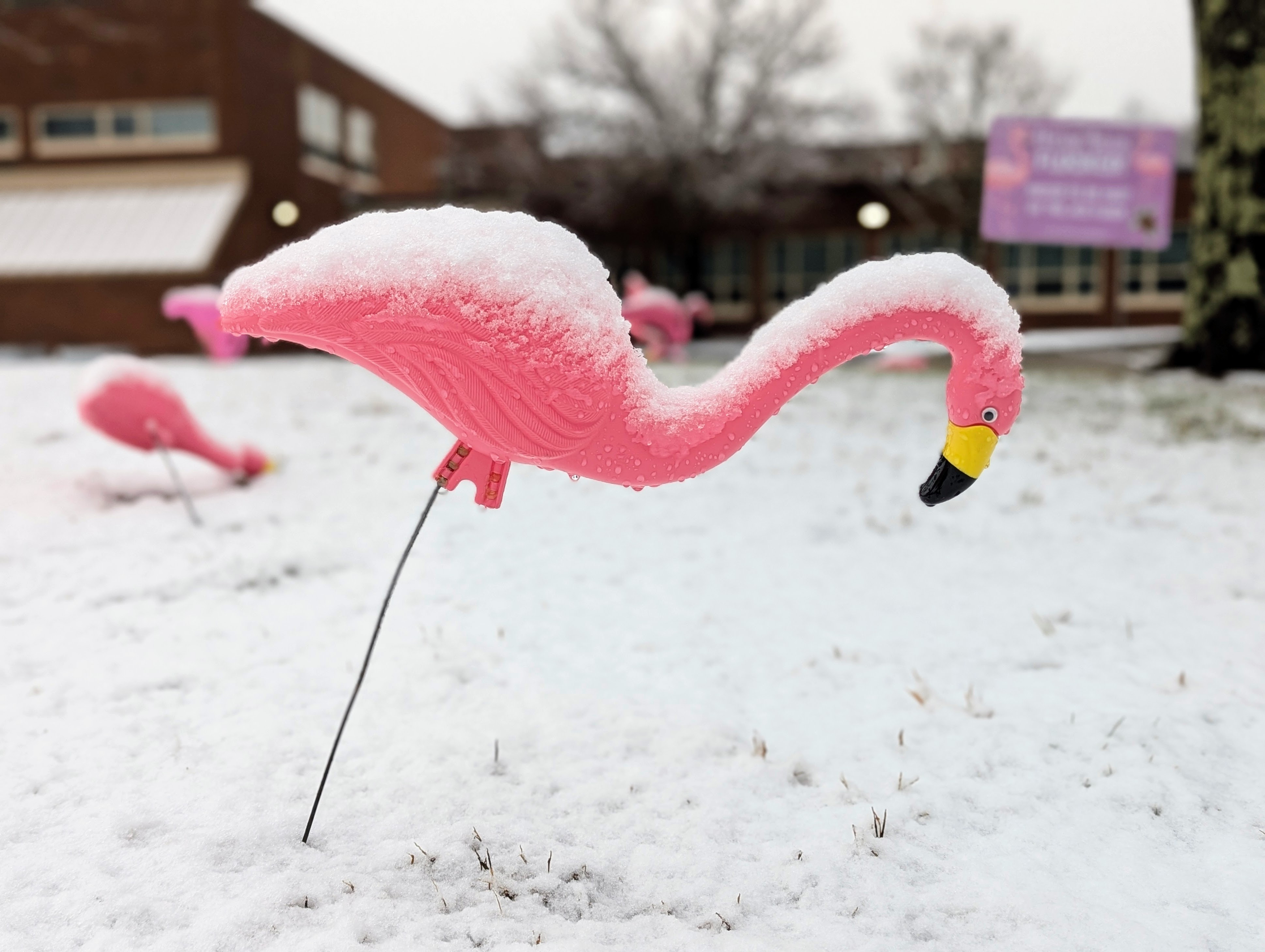 frosty flamingo