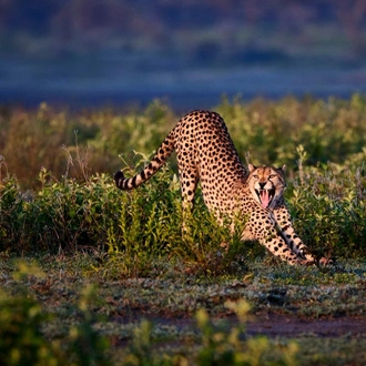 tourhub | Royal Private Safaris | 10 DAYS CITY, SUN AND BUSH KENYA SAFARI 