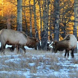 tourhub | On The Go Tours | Yukon & Northern Lights - 4 days 