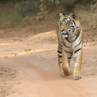 tourhub | Alkof Holidays | Central India Wildlife Tour 