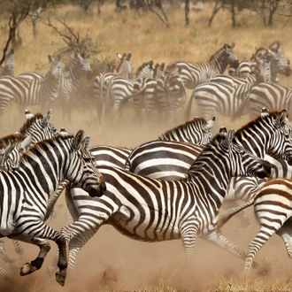 tourhub | Intrepid Travel | East Africa Safari & Coast 