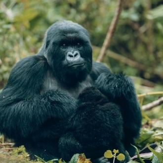 tourhub | Kawira Safaris Ltd | 2 days Uganda Gorilla Trek from Kigali 