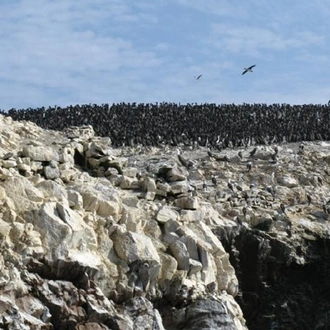 tourhub | Tangol Tours | 3-Day Paracas with Ballestas Islands Tour Package 