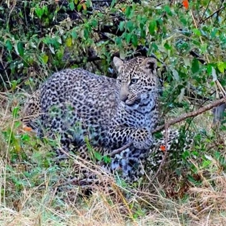 tourhub | Frenzy Adventures Limited | Masai Mara Fig Tree Camp 