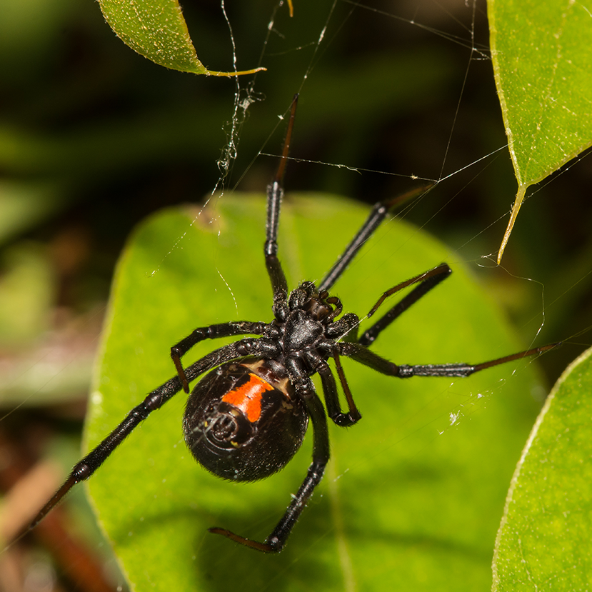 Black Widow Spiders - Spiders in South Africa