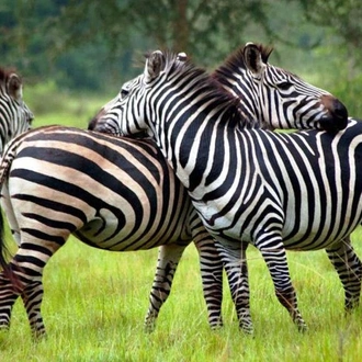 tourhub | Kent Safari Tours | 13 Days Trip Essential Uganda 