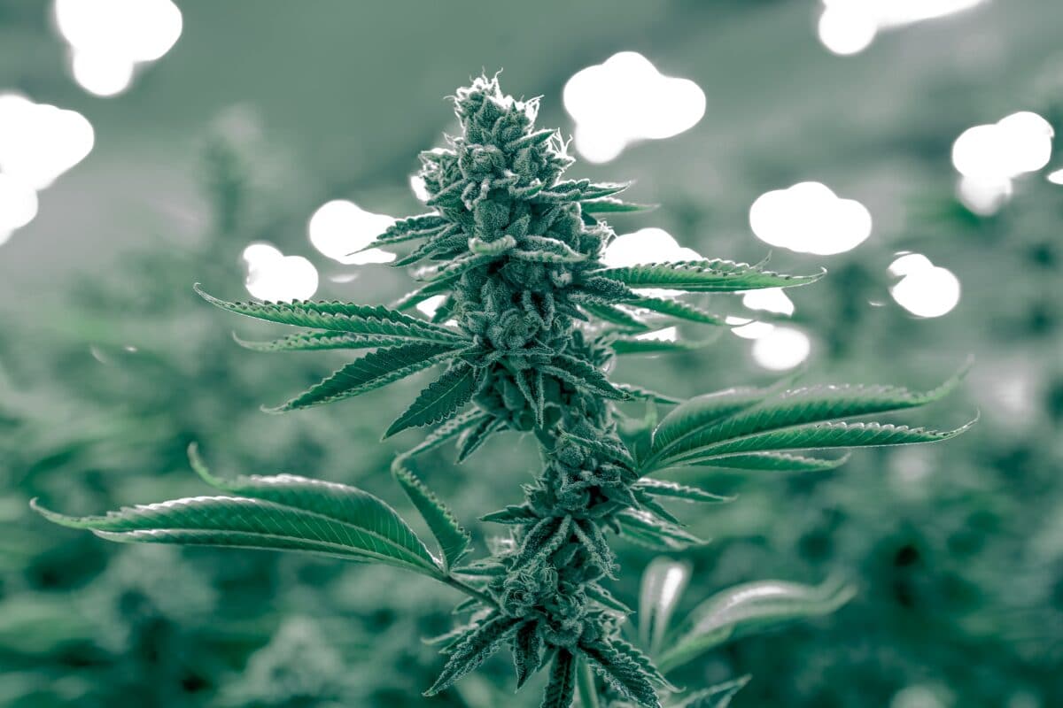 Benefits of Autoflowering Cannabis Seeds