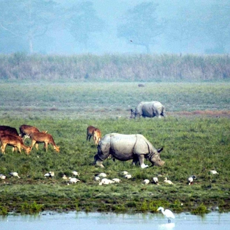 tourhub | Agora Voyages | Kaziranga National Park & Guwahati 