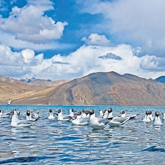 tourhub | Agora Voyages | Enchanting Pangong Lake: A Journey From Leh 