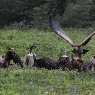 tourhub | Across Africa Tours Travel | 3 Days 2 Nights adventure in Tarangire National Park, Ngorongoro and Lake Manyara (Comfort plus) 