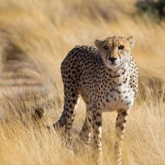 tourhub | Chameleon Safaris Namibia | 9 Day Etosha, Skeleton Coast & Sossusvlei Camping & Accommodated Safari 