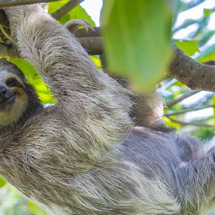 Costa Rican sloth