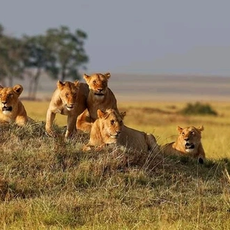 tourhub | Johnbow Tours and Travel | 4-Days Safari Masai Mara & Amboseli National Park 