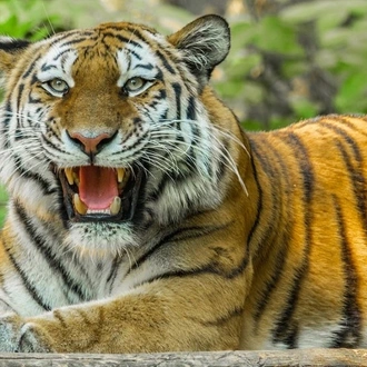 tourhub | Go Book Tours | Best Tiger Safari in India 