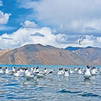 tourhub | Agora Voyages | Enchanting Pangong Lake: A Journey From Leh 