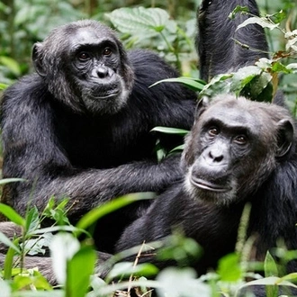 tourhub | ECOVIC TOURS & TRAVEL UGANDA | 9-Days Uganda Wildlife & Primates Safari 