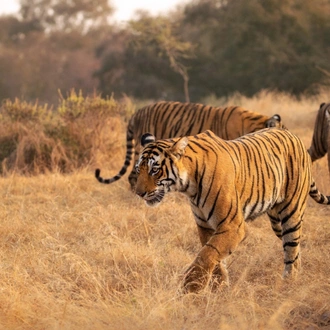 tourhub | Go Book Tours | Bandhavgarh Luxury Wildlife Tour Package 