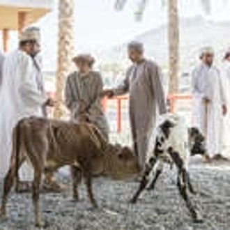 tourhub | Wild Frontiers | Northern Oman: Wadis, Mountains & Coasts 