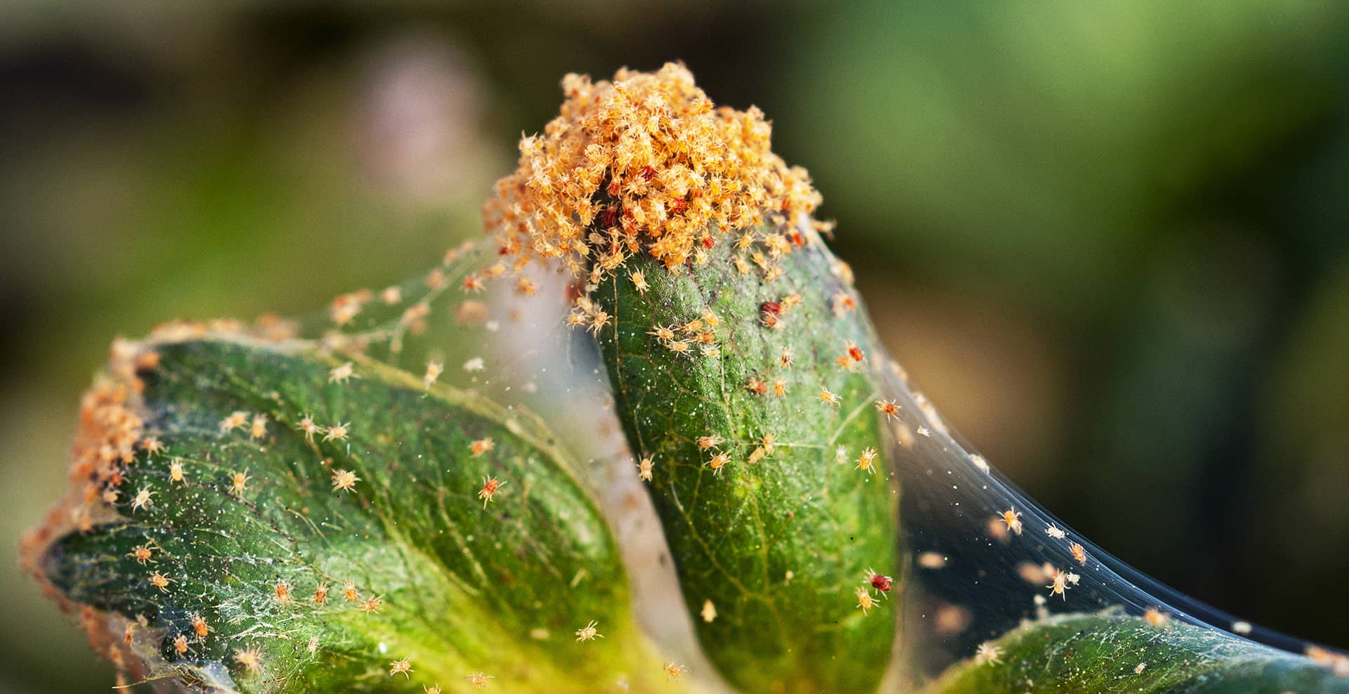 Spider Mites as a pests on a cannabis plants