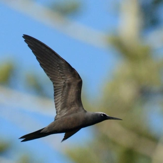 tourhub | Heritage Expeditions | Seabirds & Cetaceans of Australasia 