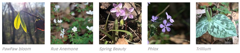 Photos of five spring ephemeral blossoms