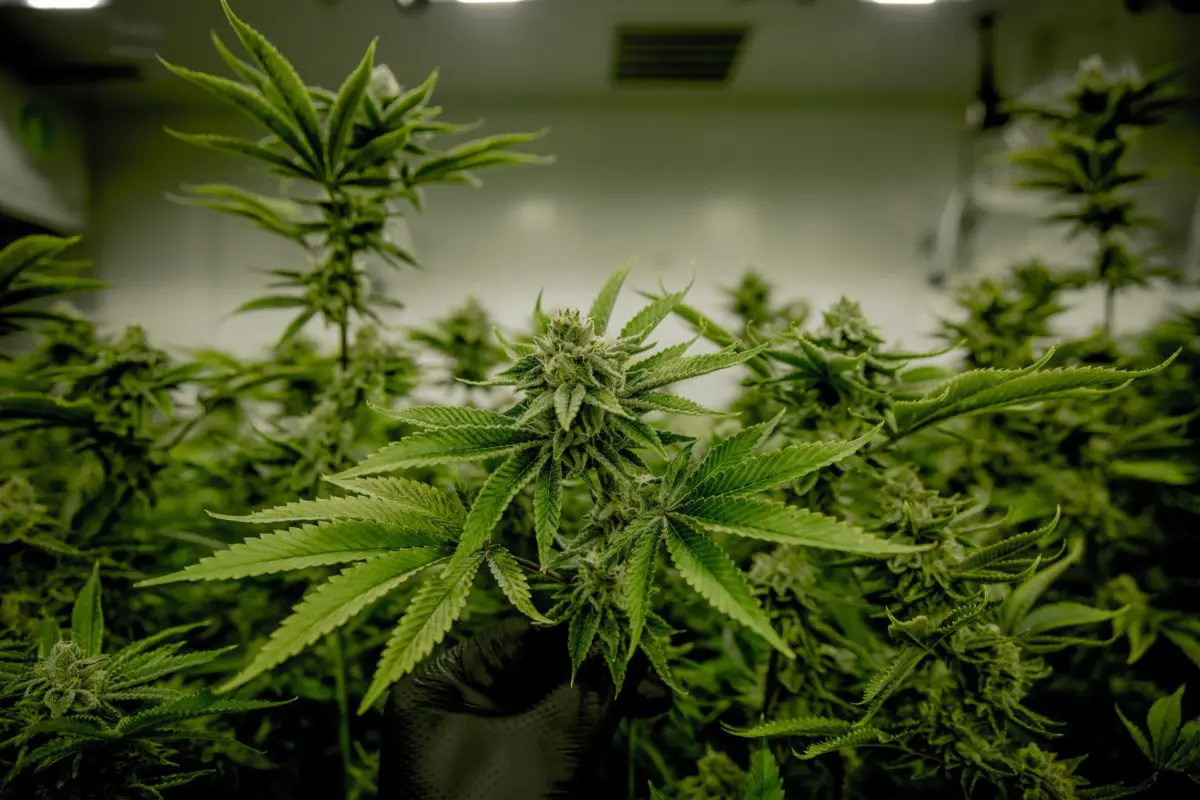 Cannabis Plant Breeding